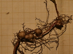 Euphorbia angulata