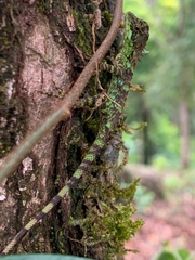 Monilesaurus montanus