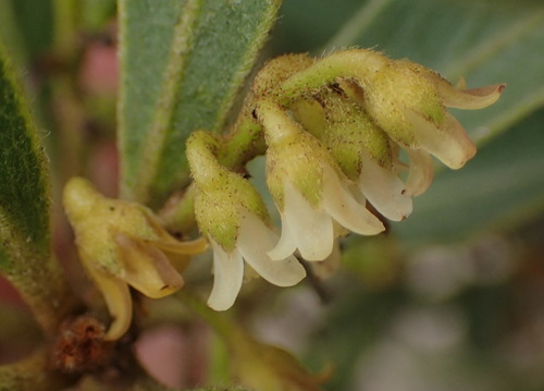 Image of Euclea polyandra by (c) Nicola van Berkel, some rights reserved (CC BY-SA)
