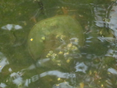 Carcinoscorpius rotundicauda