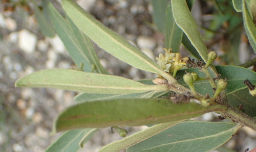 Image of Euclea polyandra by (c) Nicola van Berkel, some rights reserved (CC BY-SA)