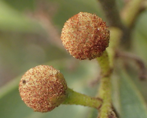 Image of Euclea polyandra by (c) Nicola van Berkel, some rights reserved (CC BY-SA)