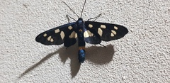 Amata mestralii