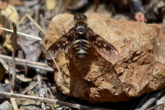 Thyridanthrax nugator