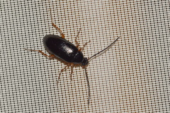 Gonodera luperus