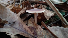 Rhodocollybia prolixa