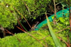 Theloderma albopunctatum