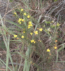 Aspalathus spinosa spinosa