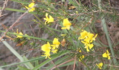 Aspalathus spinosa spinosa