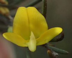 Aspalathus spinosa spinosa
