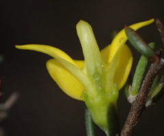Aspalathus spinosa spinosa