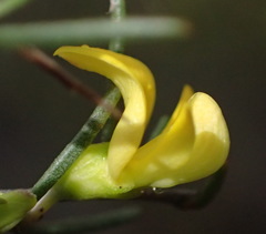 Aspalathus spinosa spinosa
