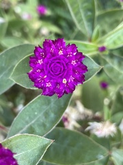 Gomphrena globosa