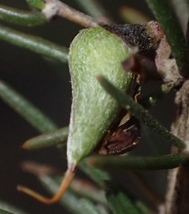 Aspalathus spinosa spinosa