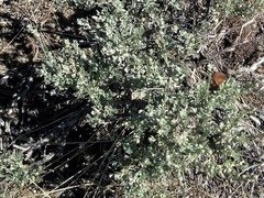 Artemisia arbuscula