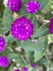 Gomphrena globosa