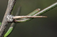 Aspalathus spinosa spinosa