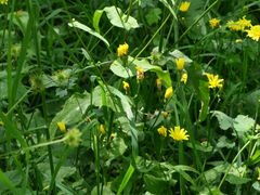 Crepis lampsanoides