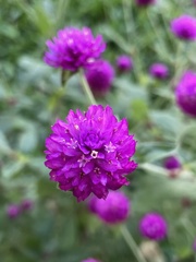 Gomphrena globosa