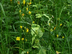 Crepis lampsanoides