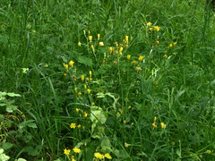 Crepis lampsanoides