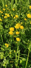 Ranunculus acris