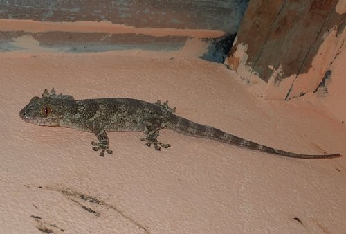 Madagascar Velvet Gecko