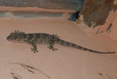 Blaesodactylus boivini