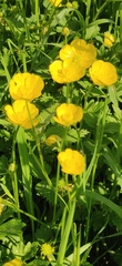 Ranunculus acris