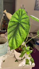 Colocasia esculenta