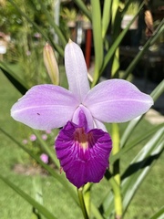 Arundina graminifolia