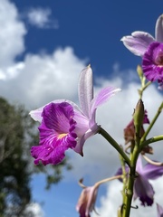Arundina graminifolia