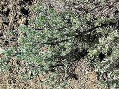 Artemisia arbuscula