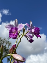 Arundina graminifolia