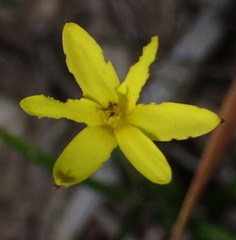 Pauridia trifurcillata