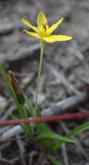 Pauridia trifurcillata