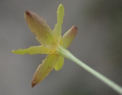 Pauridia trifurcillata