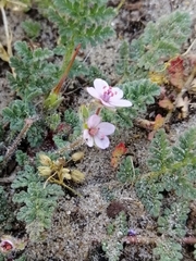 Erodium lebelii