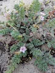 Erodium lebelii