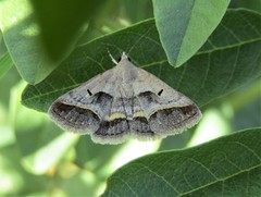 Acantholipes regularis