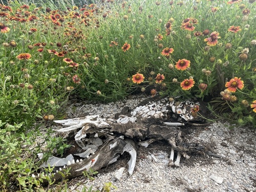 American Alligator photographed in Louisiana