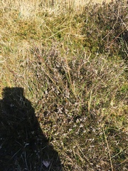 Erica cinerea