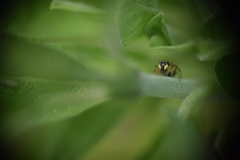 Heliophanus tribulosus