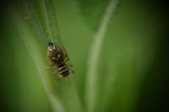 Heliophanus tribulosus