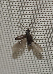 Dryophilus pusillus