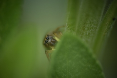 Heliophanus tribulosus