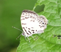 Tuxentius margaritaceus