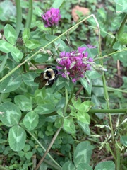 Bombus fervidus