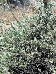 Artemisia arbuscula