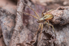 Philodromus buchari